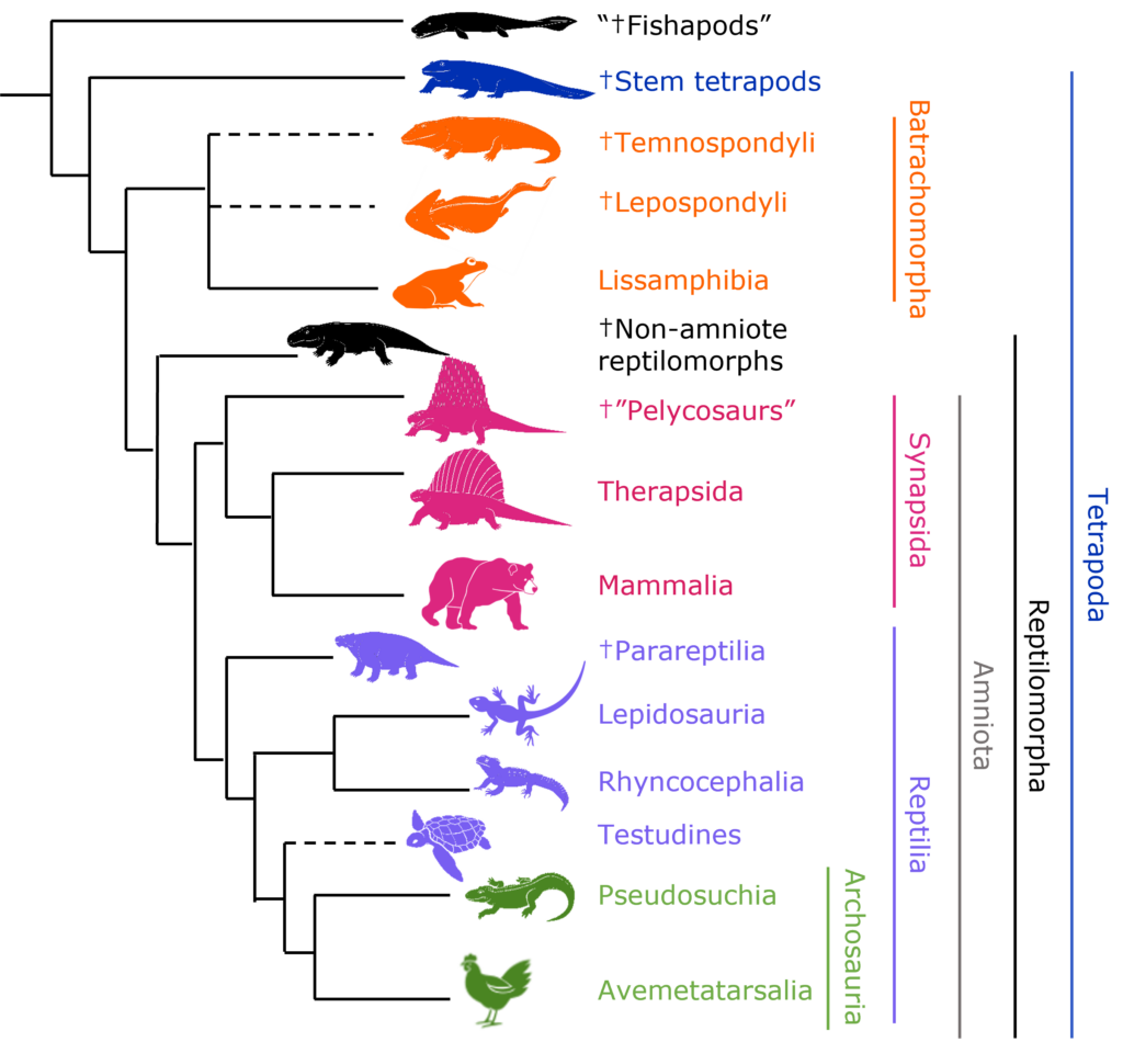 Evolutionary tree of tetrapods showing major groups from stem tetrapods and amphibians to synapsids (including mammals) and reptiles (including turtles, lizards, crocodiles, and birds).