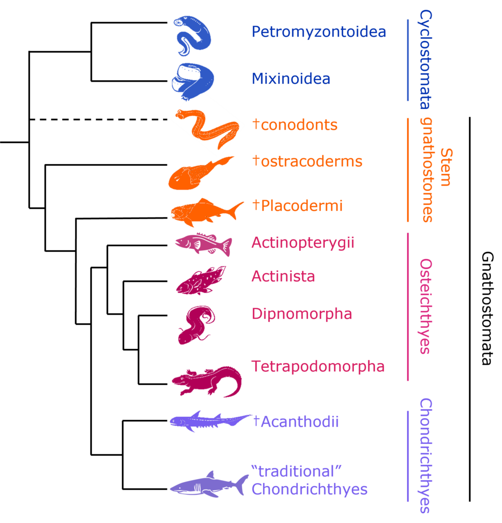 Diagram of fish evolution showing cyclostomes (lampreys and hagfish), extinct stem gnathostomes (conodonts, ostracoderms, placoderms), bony fishes (ray-finned, coelacanths, lungfish, tetrapod ancestors), and cartilaginous fishes (acanthodians and sharks).