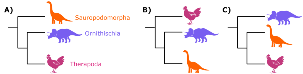 Simplified evolutionary tree of dinosaurs showing three groups—Sauropodomorpha, Ornithischia, and Theropoda—with representative silhouettes.
