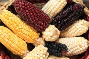 Multiple colors of maize