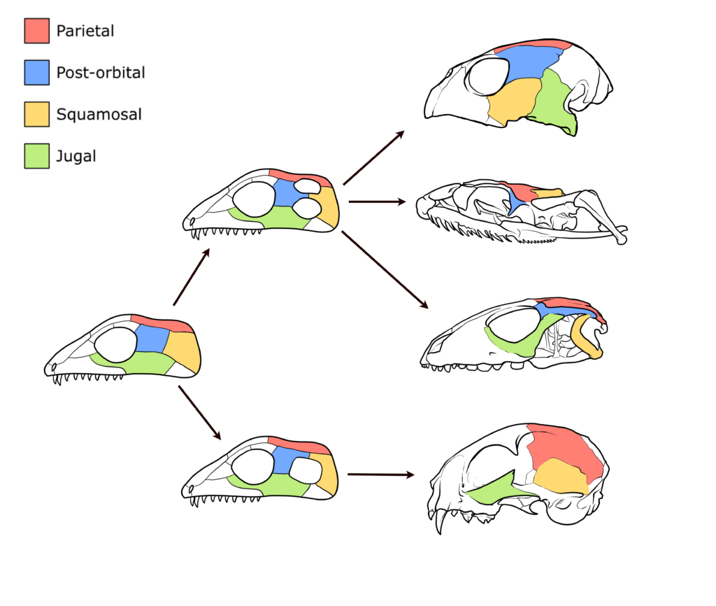 A diagram shows the evolution of the temporal region of a skull, illustrating how two ancestral openings can either be retained, lost, or fused into a single large opening in different evolutionary lineages.