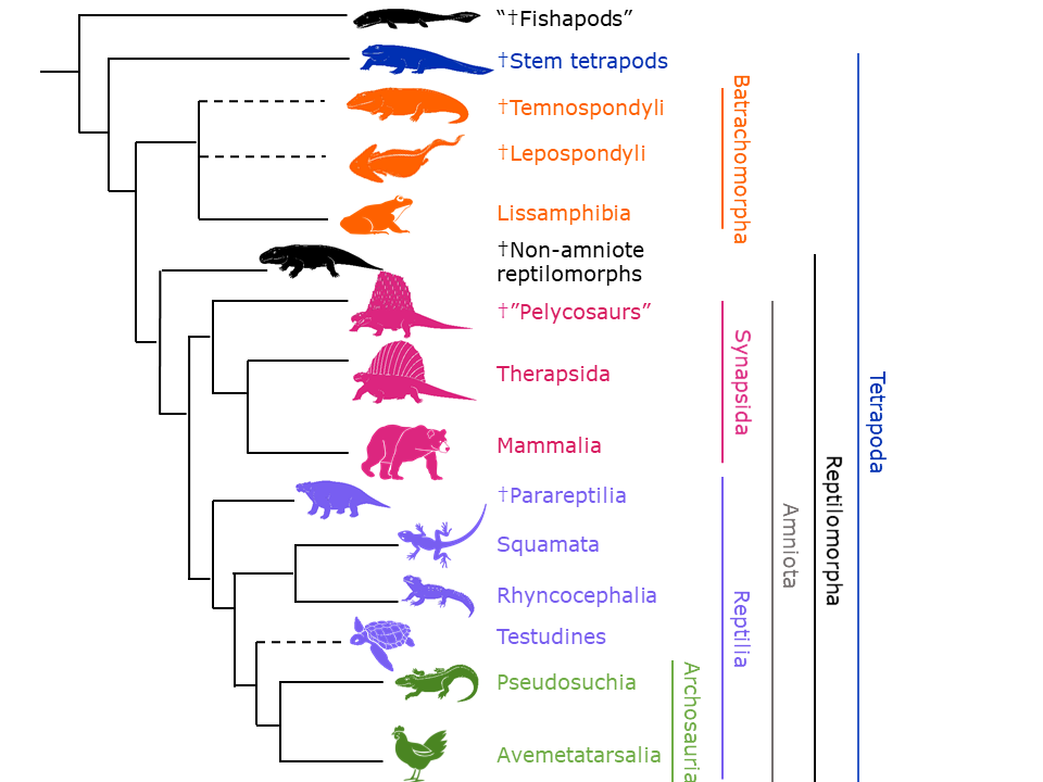 Evolutionary tree of tetrapods showing major groups from stem tetrapods and amphibians to synapsids (including mammals) and reptiles (including turtles, lizards, crocodiles, and birds).