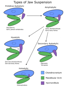 The different types of jaw suspension mechanisms in vertebrates