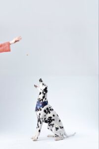Photo of a dalmatian dog looking up