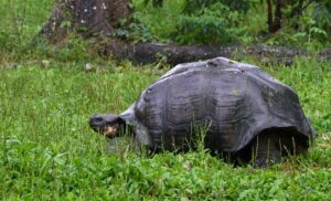 A Galapagos tortoise