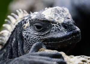 A closeup of a black lizard's face
