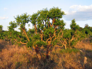 Yerba Mate tree