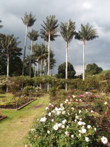 A garden with white flowers in the foreground and palm trees in the background.