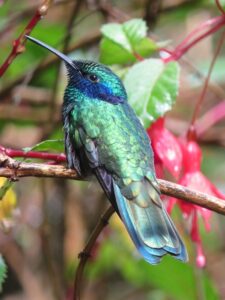 A sparkling violear, a jewel-toned bird