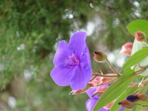 A purple flower blooming