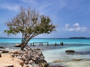A rocky ocean coast with a tree nearby