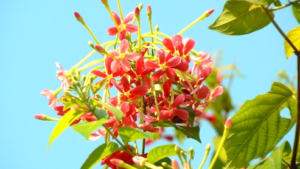 Red cocuisa flowers