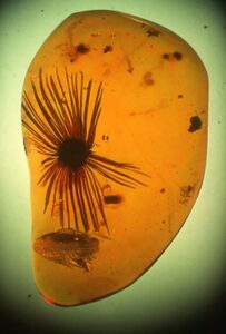 A plant seed preserved in amber