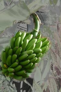 A bunch of green bananas growing on a plant