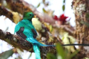 A teal and green quetzal bird