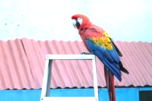A colorful macaw sits on top of a ladder