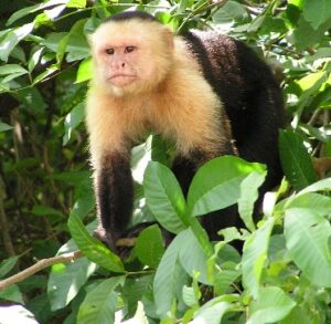 A closeup of a capuchin monkey