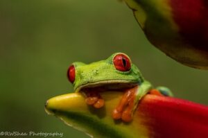 Closeup of a red-eyed tree frog