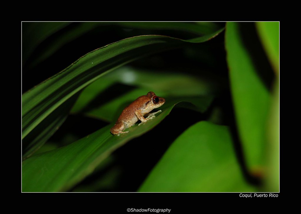 Coqui frog on a leaf