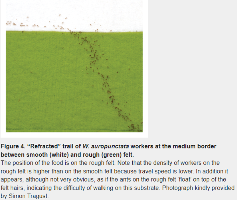 photograph of actual trail left by ants displaying optimizing behavior