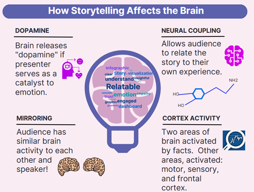 How storytelling affects the brain - an image explaining dopamine, neural coupling, mirroring, and cortext activity