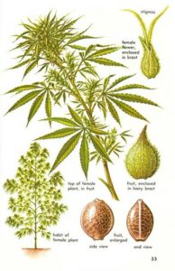 "Cannabis Sativa - Hallucinogenic Plants A Golden Guide" by Howard G Charing is licensed under CC BY-NC 2.0.