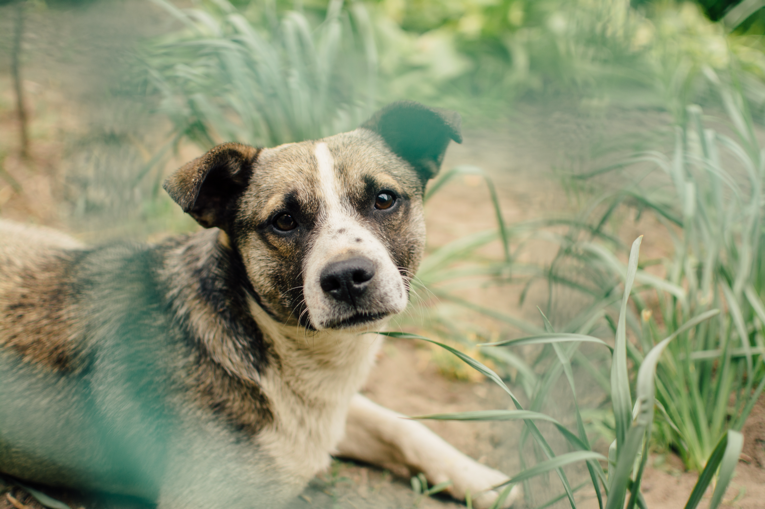 Photograph of a dog sitting in grass and looking at the camera