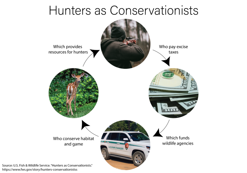 Infographic slide titled "Hunters as Conservationists" showing a circular cycle: hunters pay excise taxes → funds go to wildlife agencies → agencies conserve habitat and game → resources support hunters. Includes images of a hunter, money, a park ranger vehicle, and a deer.