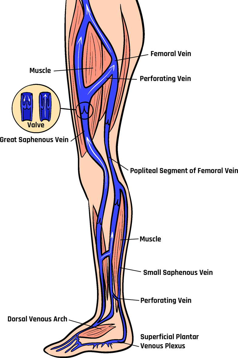 Valves in the venous system of the leg.