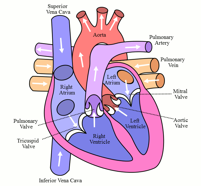 Blood circulation in the heart.