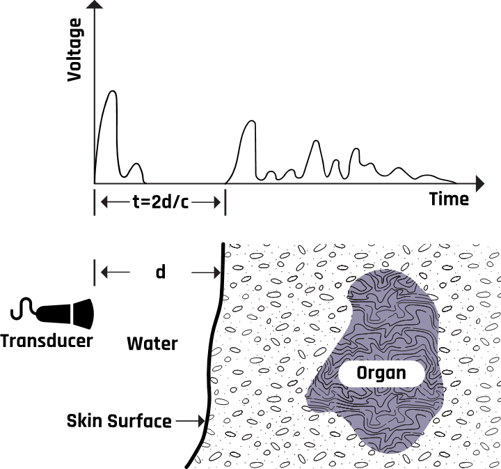 An illustration of the pulse-echo imaging operation.