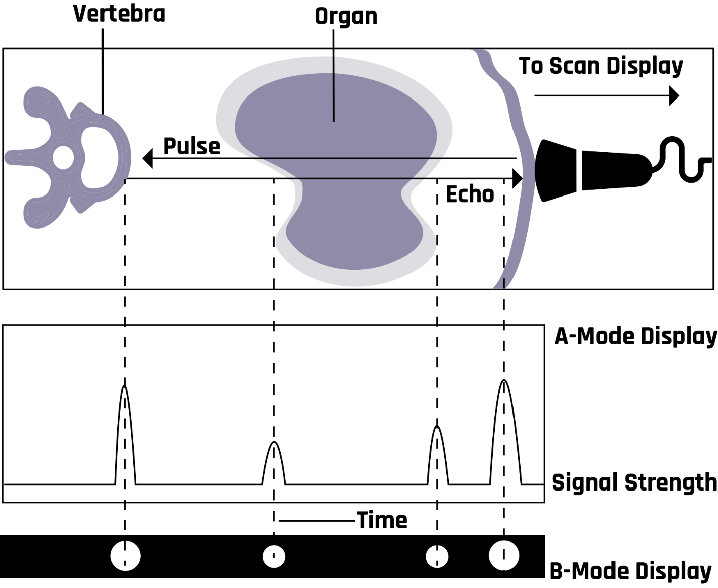 The vertical position is expressed as a voltage signal amplitude, indicating the relative amplitude of the echoes.