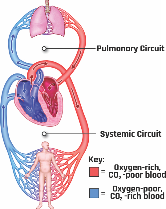 Physiological features of the pulmonary and systemic circuits.