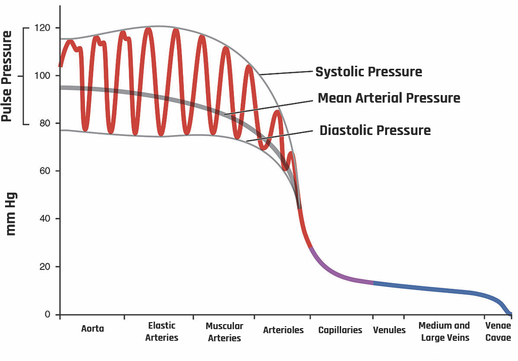 Systemic blood pressure throughout different paths of the body.