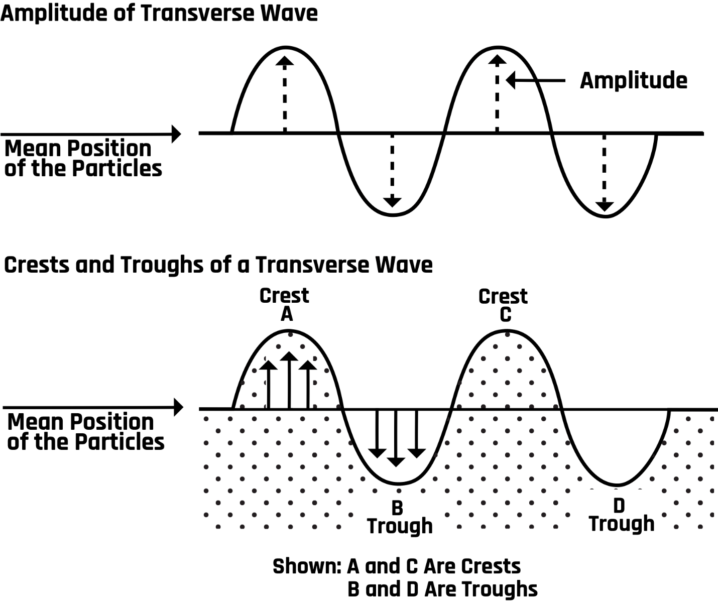 Transverse wave characteristics.