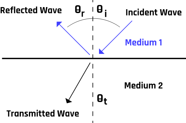 Ultrasound reflection at the boundary between two tissues with different acoustic impedances.