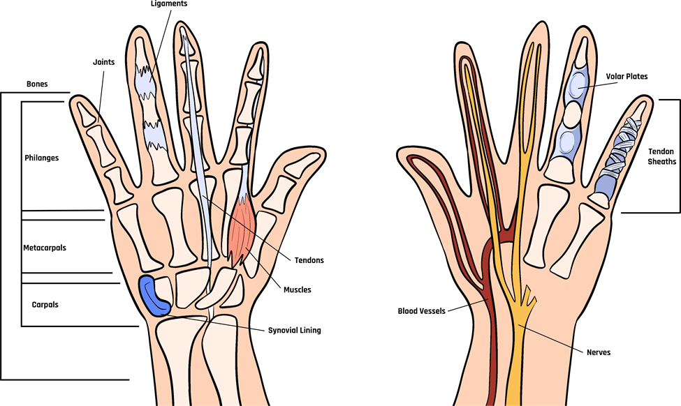 Schematic of the wrist and hand anatomy.