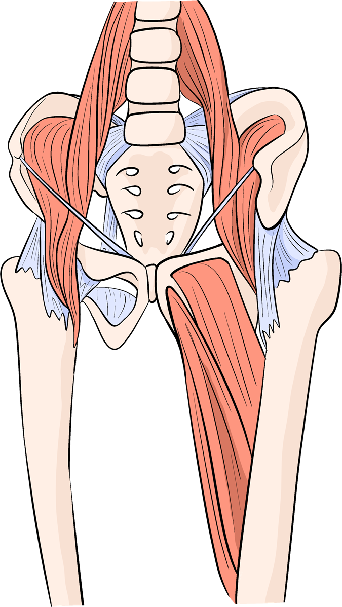 Anterior schematic of the skeletal structure and tendons of the hip.