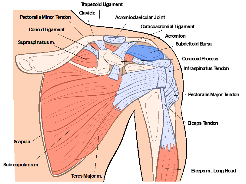 Anterior view of shoulder anatomy.