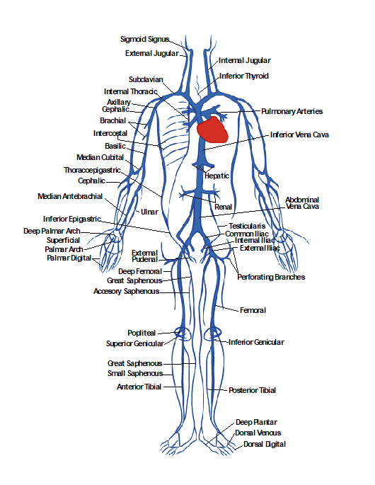 Anatomy of the venous system.