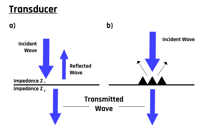 The ultrasound beam from the transducer undergoes reflection, refraction, and absorption as the beam penetrates the tissue.