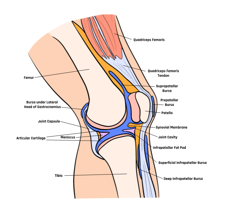 Medial schematic view of the knee anatomy.