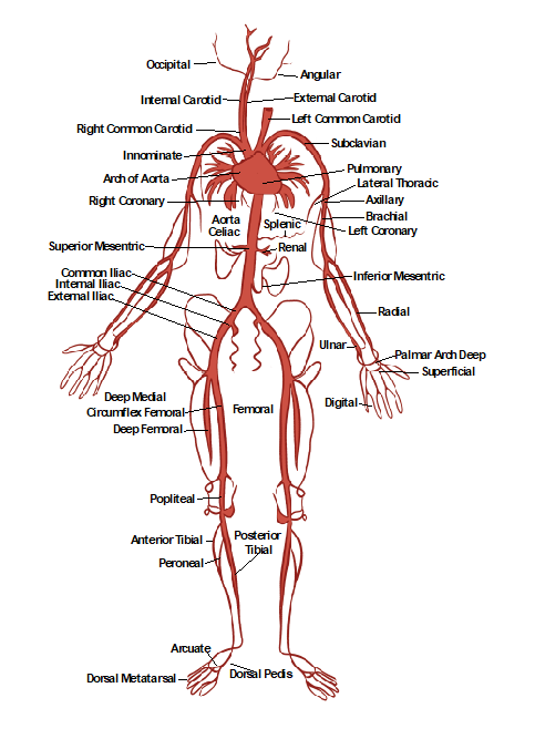 Anatomy of the arterial system.