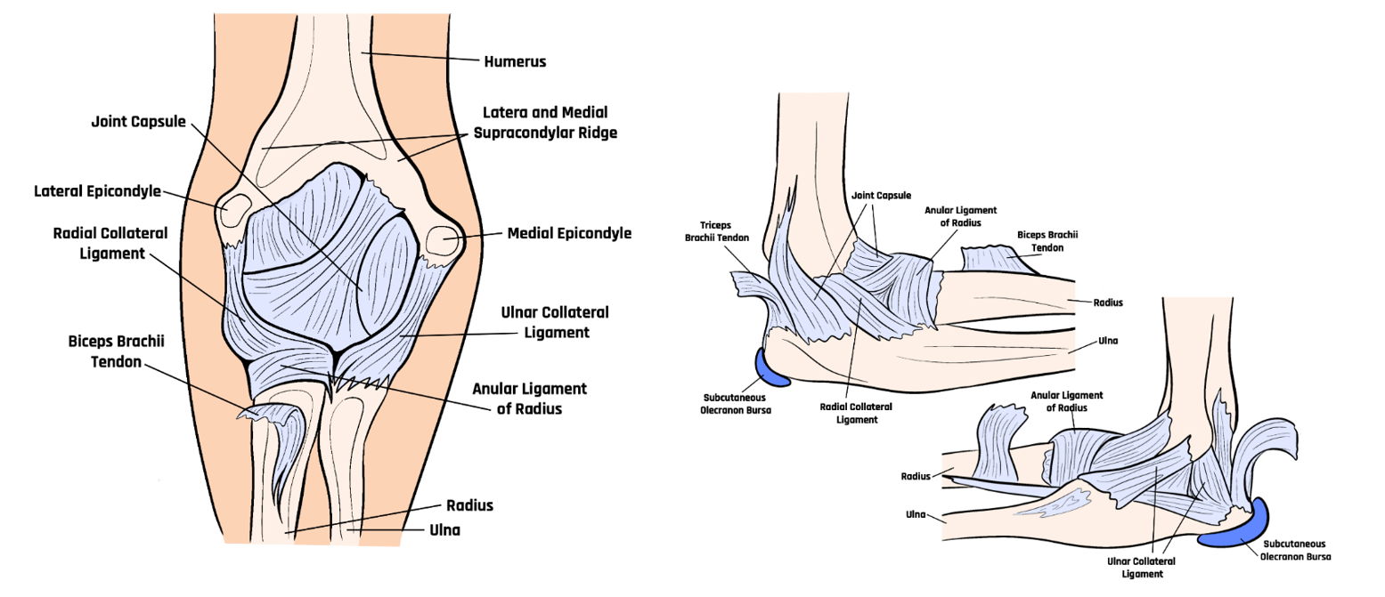 Anatomic bone and ligamentous structures of the anterior elbow.