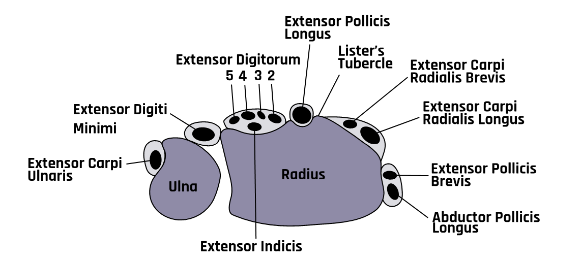 Schematic of the cross-sectional view of the wrist.