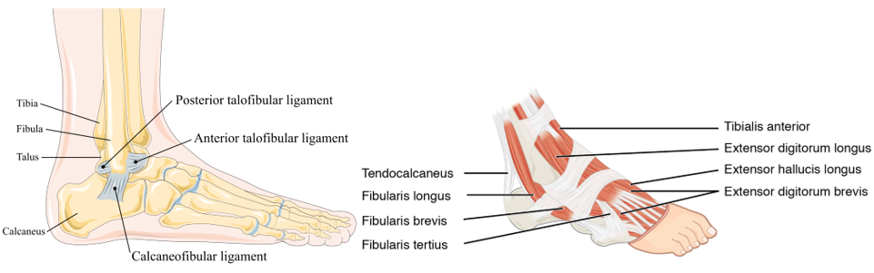 Anatomical view of the foot and ankle.